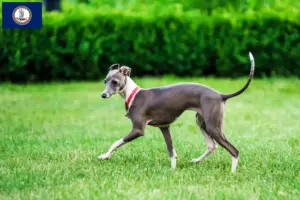 Read more about the article Italian wind chime breeders and puppies in Virginia