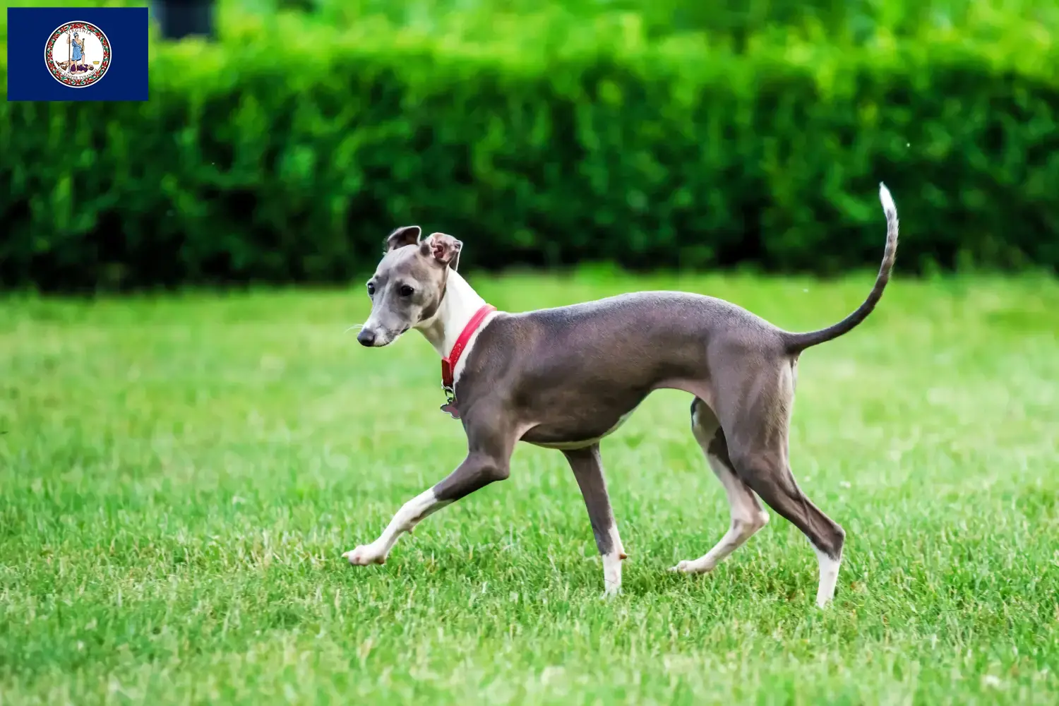 Read more about the article Italian wind chime breeders and puppies in Virginia
