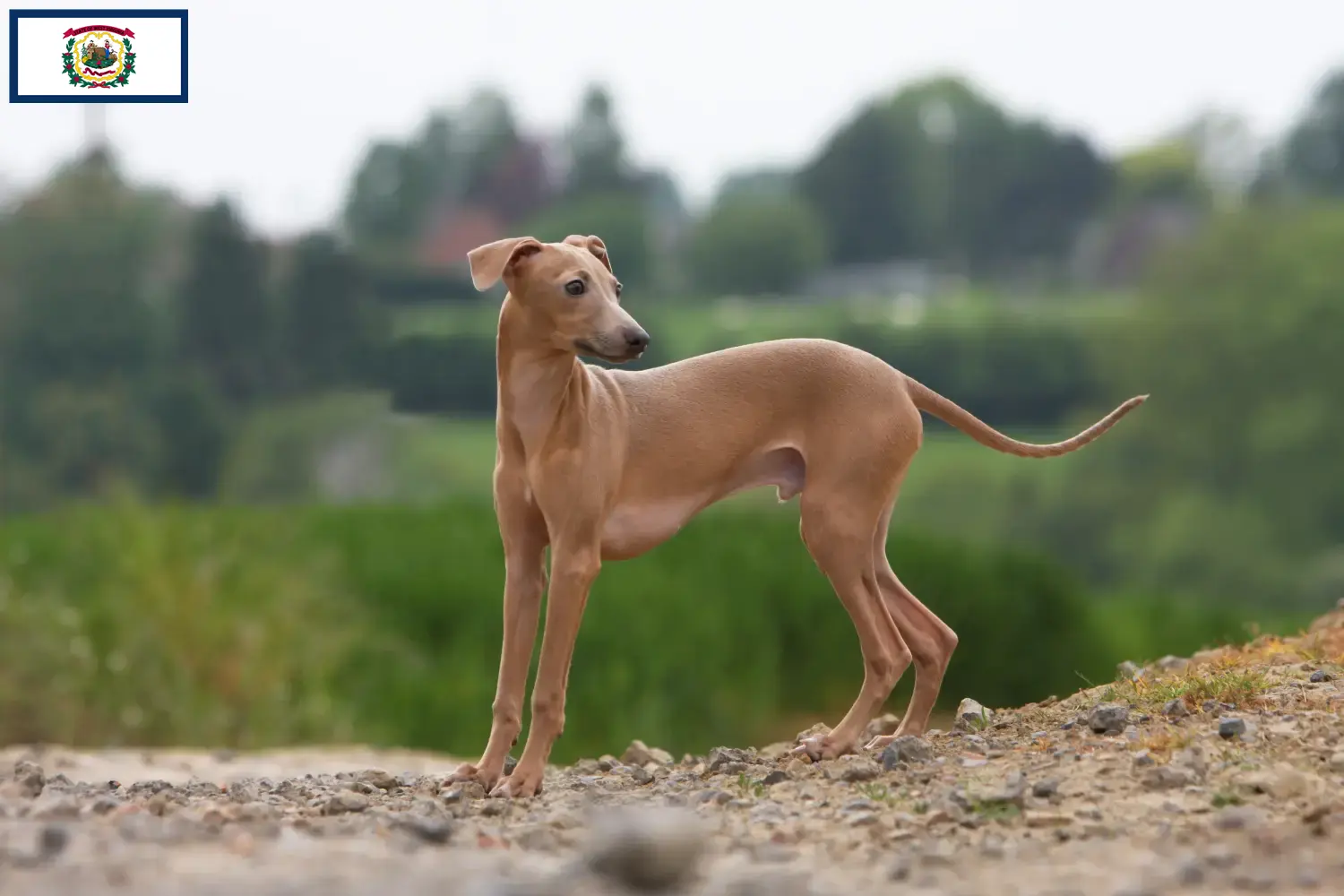 Read more about the article Italian wind chime breeders and puppies in West Virginia