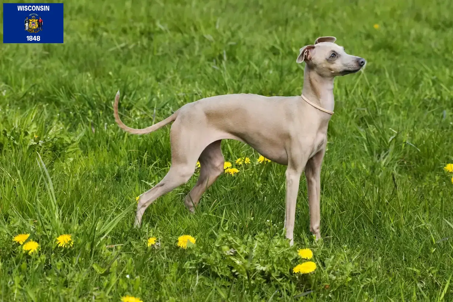 Read more about the article Italian wind chime breeders and puppies in Wisconsin