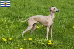 Read more about the article Italian wind chime breeders and puppies in Zeeland