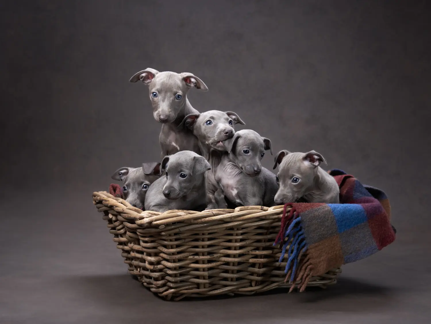 Buying an Italian Greyhound puppy means taking responsibility! Buy Italian wind chime puppies.