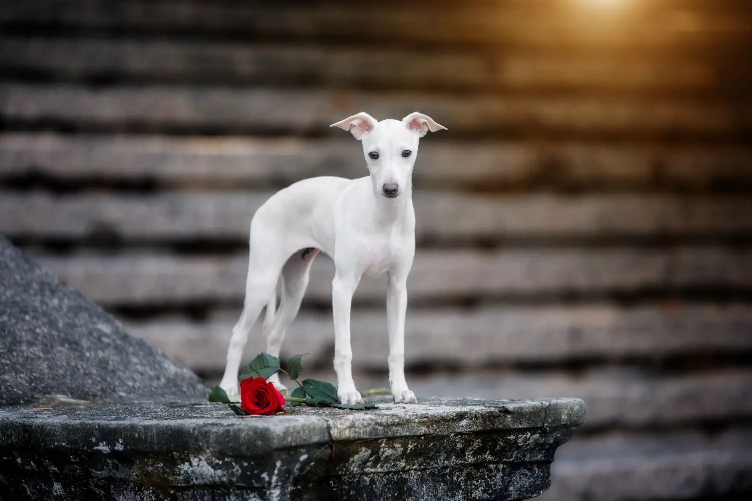 Buying an Italian Greyhound puppy means taking responsibility! Buy Italian wind chime puppies.