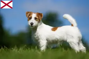 Read more about the article Jack Russell breeders and puppies in Alabama
