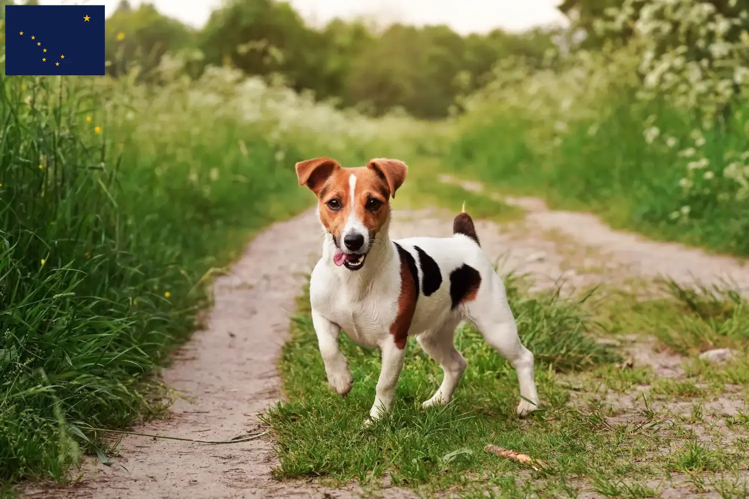 Jack Russell puppies and breeder Alaska Find Jack Russell breeders in Alaska.