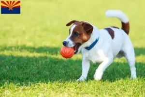 Read more about the article Jack Russell breeders and puppies in Arizona