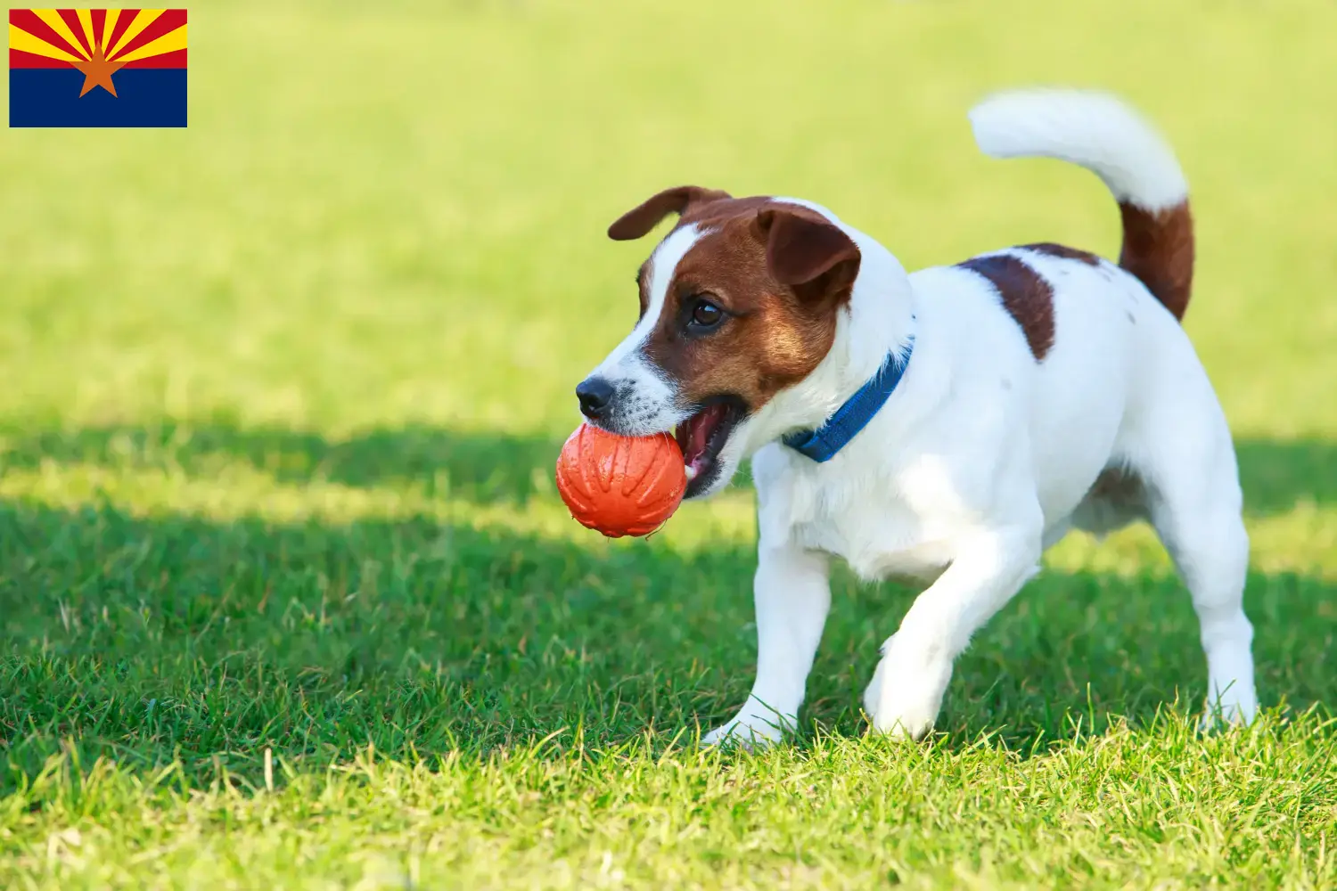 Jack Russell puppies and breeder Arizona Find Jack Russell breeders in Arizona.