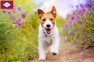 Read more about the article Jack Russell breeders and puppies in Arkansas