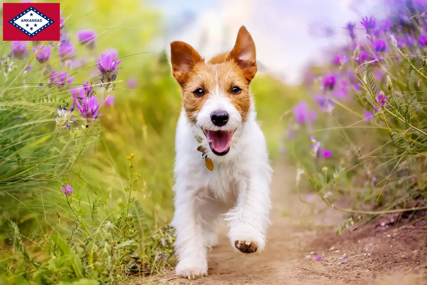 Jack Russell puppies and breeders Arkansas Find Jack Russell breeders in Arkansas here.