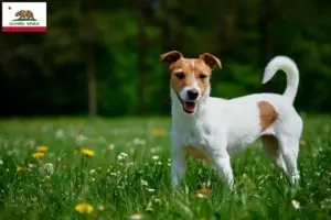 Read more about the article Jack Russell breeders and puppies in California