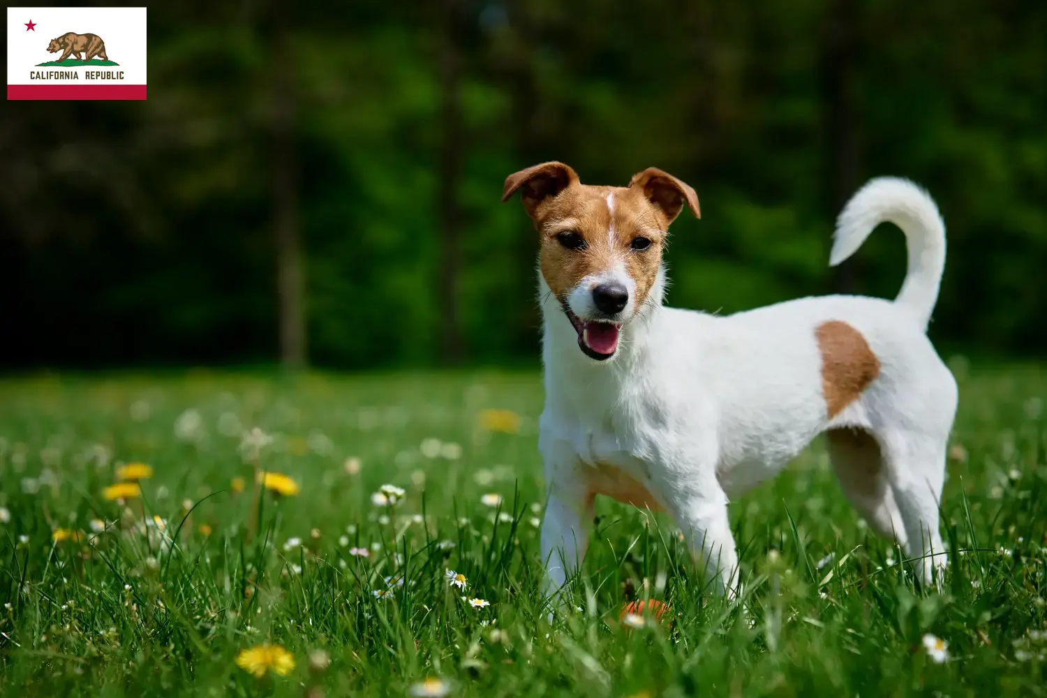Jack Russell puppies and breeders California Find Jack Russell breeders in California here.