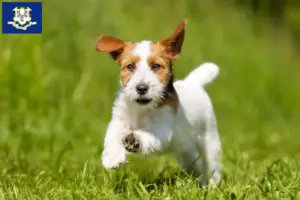 Read more about the article Jack Russell breeders and puppies in Connecticut