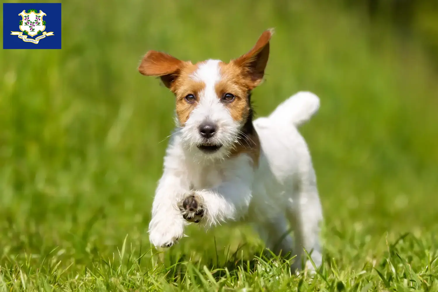 Jack Russell puppies and breeders Connecticut Find Jack Russell breeders in Connecticut.