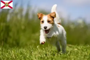 Read more about the article Jack Russell breeders and puppies in Florida