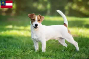 Read more about the article Jack Russell breeders and puppies in Georgia