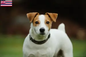 Read more about the article Jack Russell breeders and puppies in Hawaii