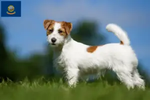 Read more about the article Jack Russell breeders and puppies in Idaho
