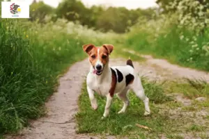 Read more about the article Jack Russell breeders and puppies in Illinois