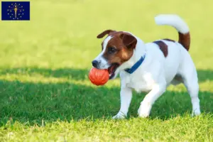 Read more about the article Jack Russell breeders and puppies in Indiana