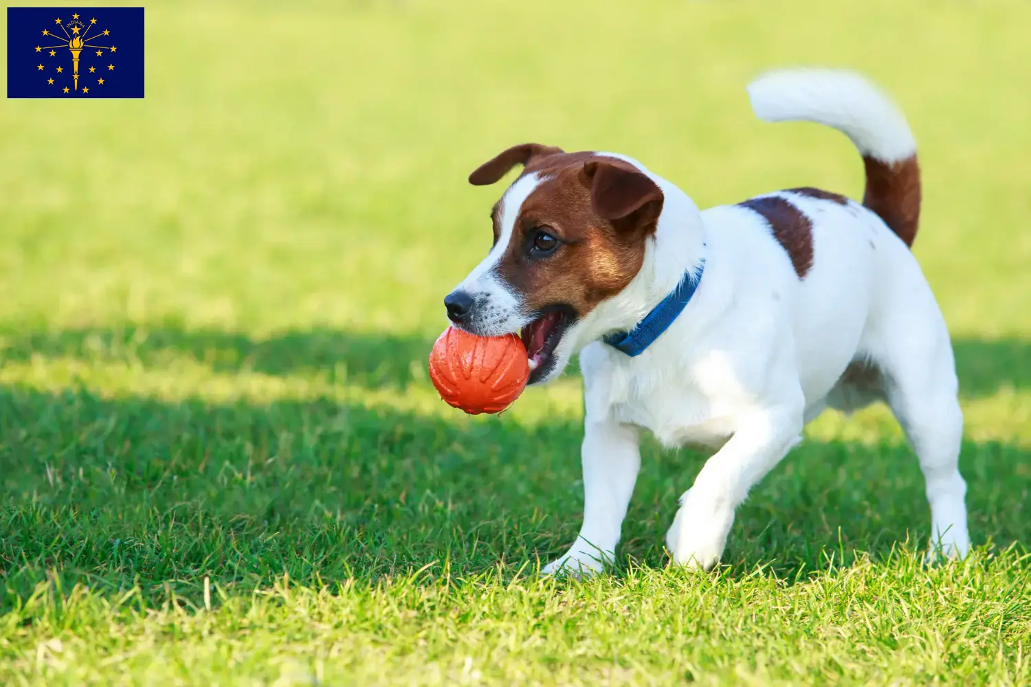 Jack Russell puppies and breeders Indiana Find Jack Russell breeders in Indiana here.