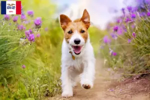 Read more about the article Jack Russell breeders and puppies in Iowa