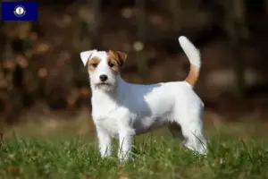 Read more about the article Jack Russell breeders and puppies in Kentucky