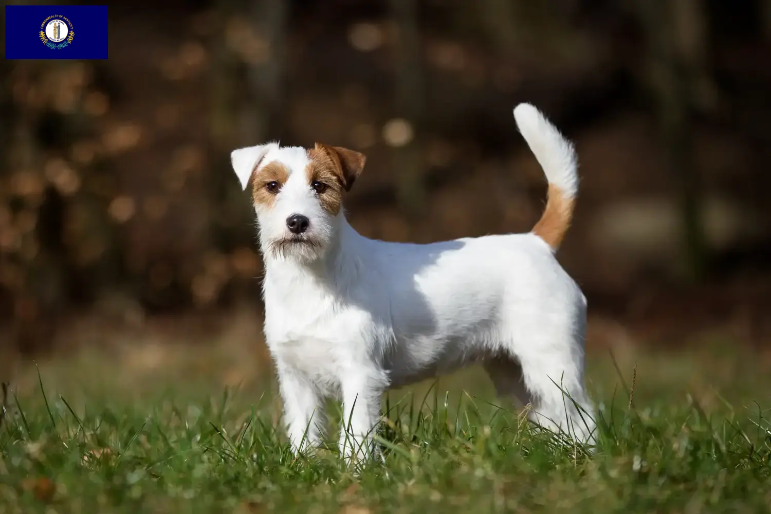 Jack Russell puppies and breeders Kentucky Find Jack Russell breeders in Kentucky here.