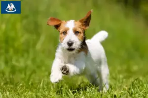 Read more about the article Jack Russell breeders and puppies in Louisiana