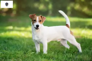 Read more about the article Jack Russell breeders and puppies in Massachusetts