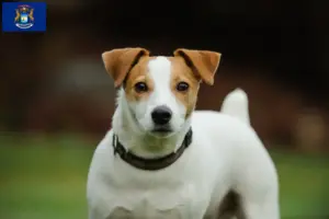 Read more about the article Jack Russell breeders and puppies in Michigan