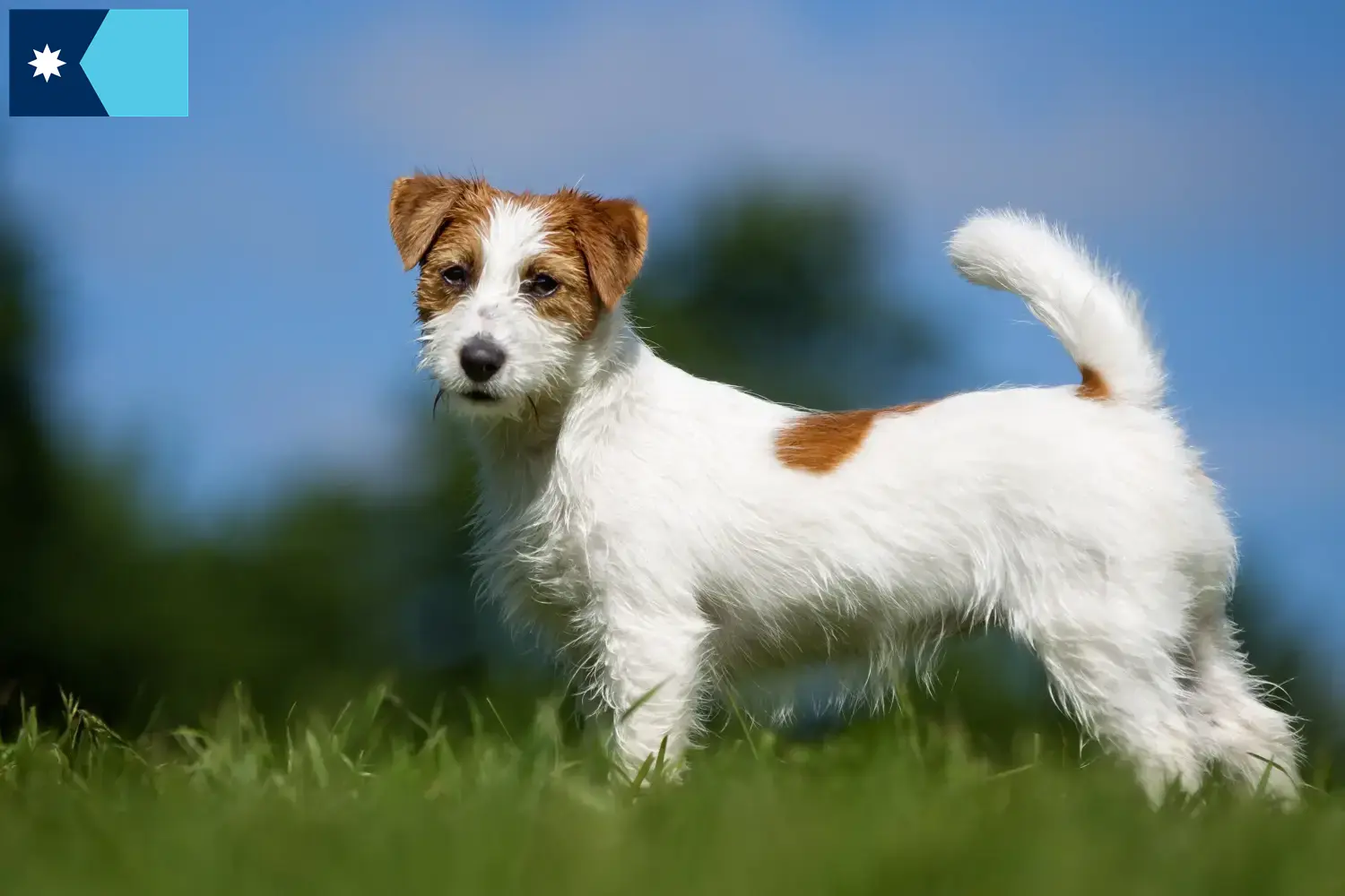 Jack Russell puppies and breeders Minnesota Find Jack Russell breeders in Minnesota.