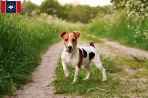 Read more about the article Jack Russell breeders and puppies in Mississippi