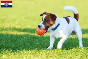 Read more about the article Jack Russell breeders and puppies in Missouri