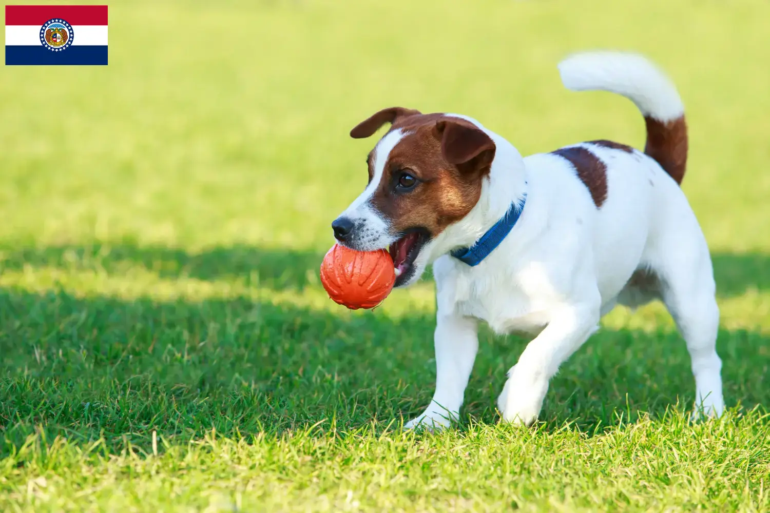 Jack Russell puppies and breeders Missouri Find Jack Russell breeders in Missouri here.