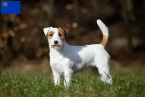Read more about the article Jack Russell breeders and puppies in Nevada