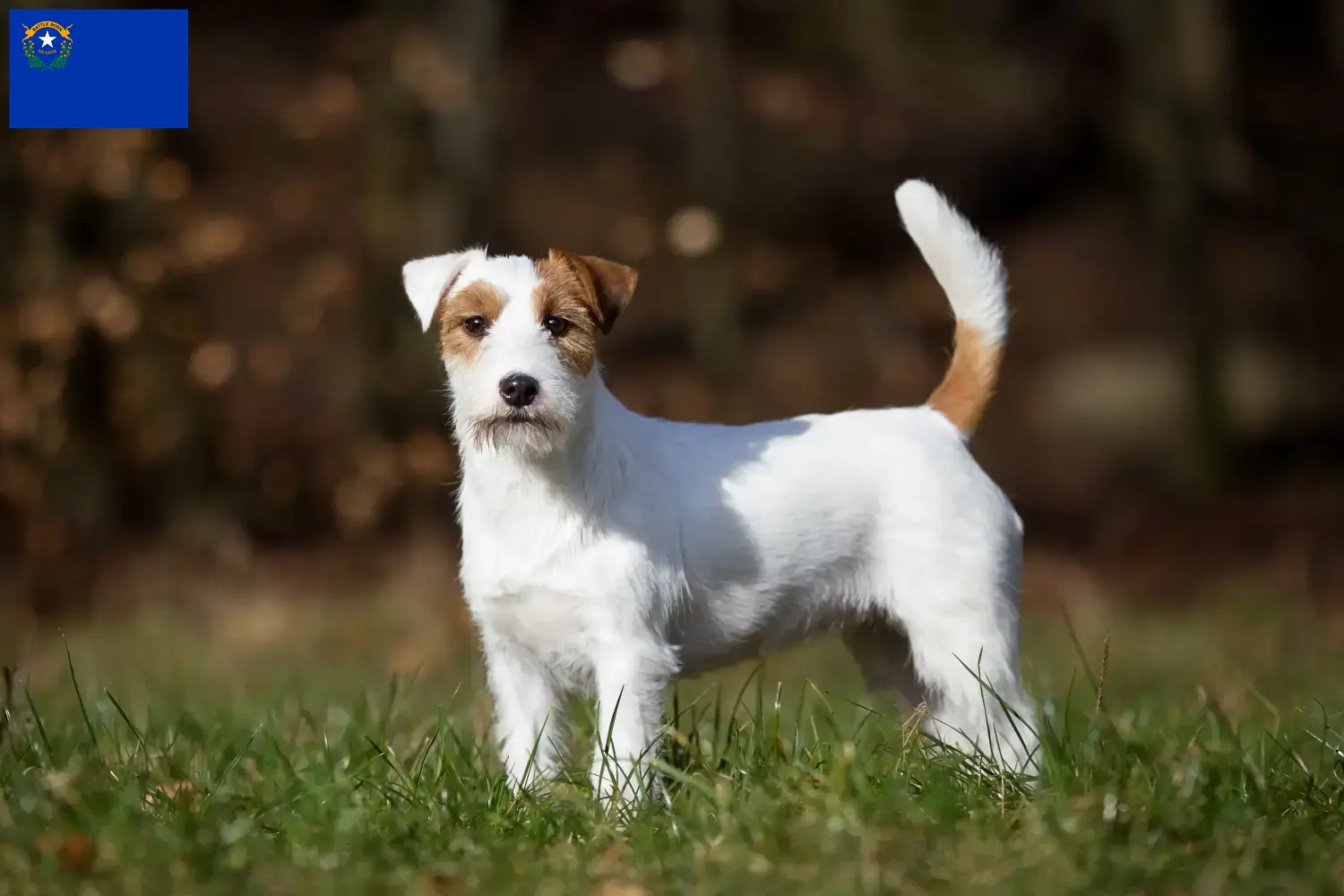 Jack Russell puppies and breeders Nevada Find Jack Russell breeders in Nevada here.