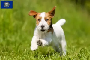 Read more about the article Jack Russell breeders and puppies in New Hampshire
