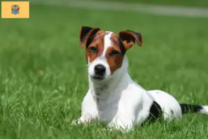 Read more about the article Jack Russell breeders and puppies in New Jersey