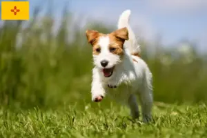 Read more about the article Jack Russell breeders and puppies in New Mexico