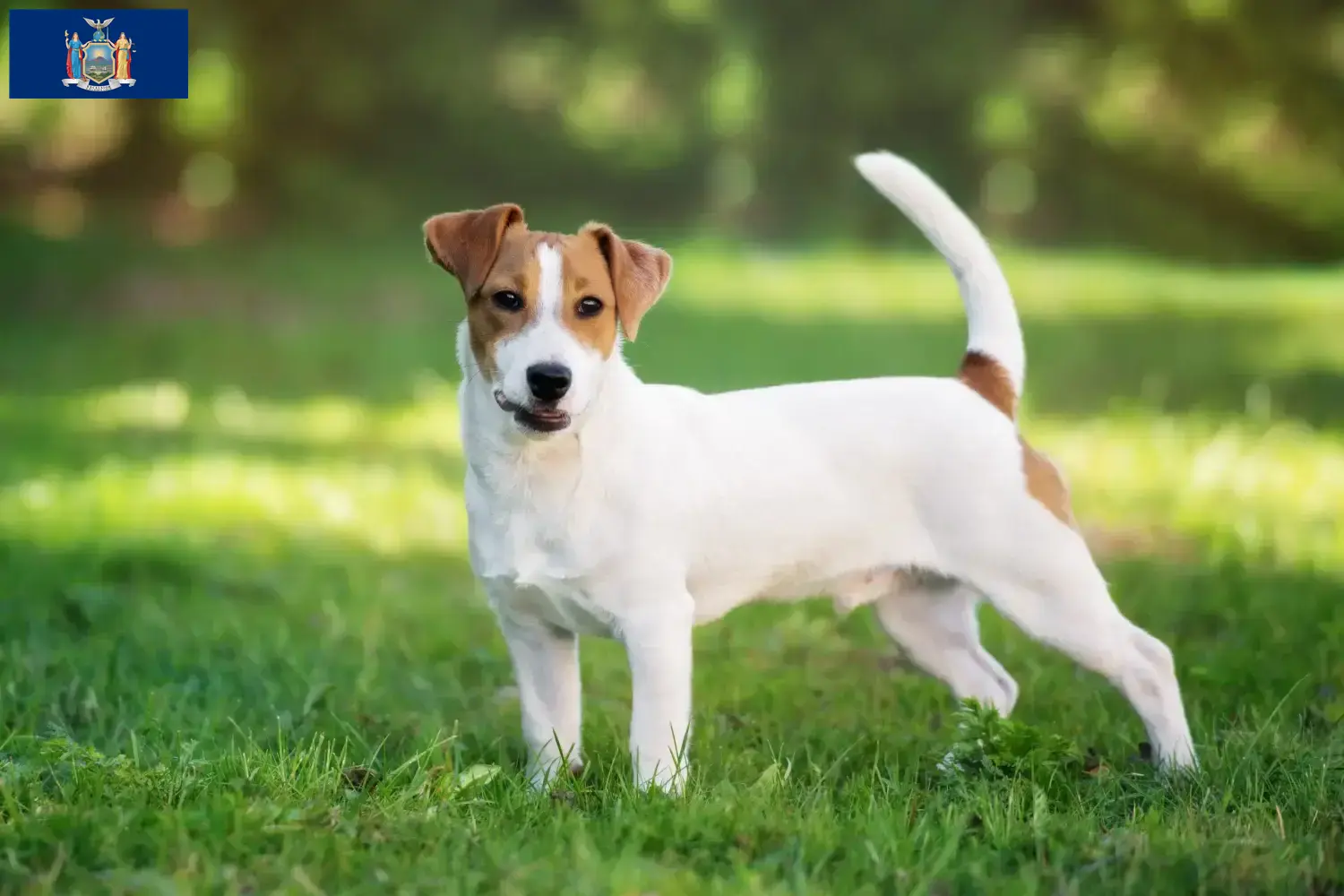 Jack Russell puppies and breeders New York Find Jack Russell breeders in New York here.