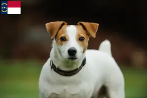 Read more about the article Jack Russell breeders and puppies in North Carolina