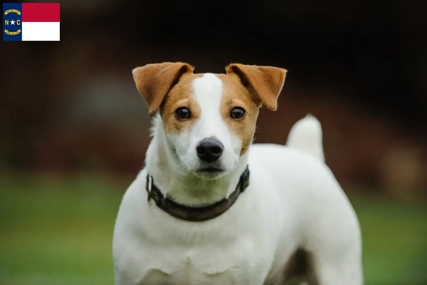 Jack Russell puppies and breeders North Carolina Find Jack Russell breeders in North Carolina.
