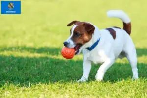 Read more about the article Jack Russell breeders and puppies in Oklahoma