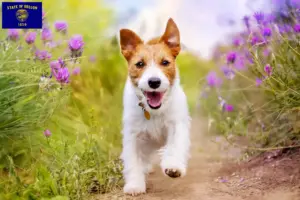 Read more about the article Jack Russell breeders and puppies in Oregon