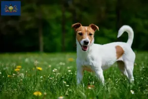 Read more about the article Jack Russell breeders and puppies in Pennsylvania