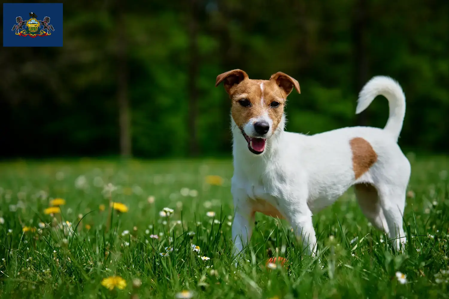 Jack Russell puppies and breeders Pennsylvania Find Jack Russell breeders in Pennsylvania.