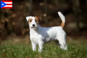 Read more about the article Jack Russell breeders and puppies in Puerto Rico