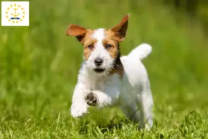 Read more about the article Jack Russell breeders and puppies in Rhode Island