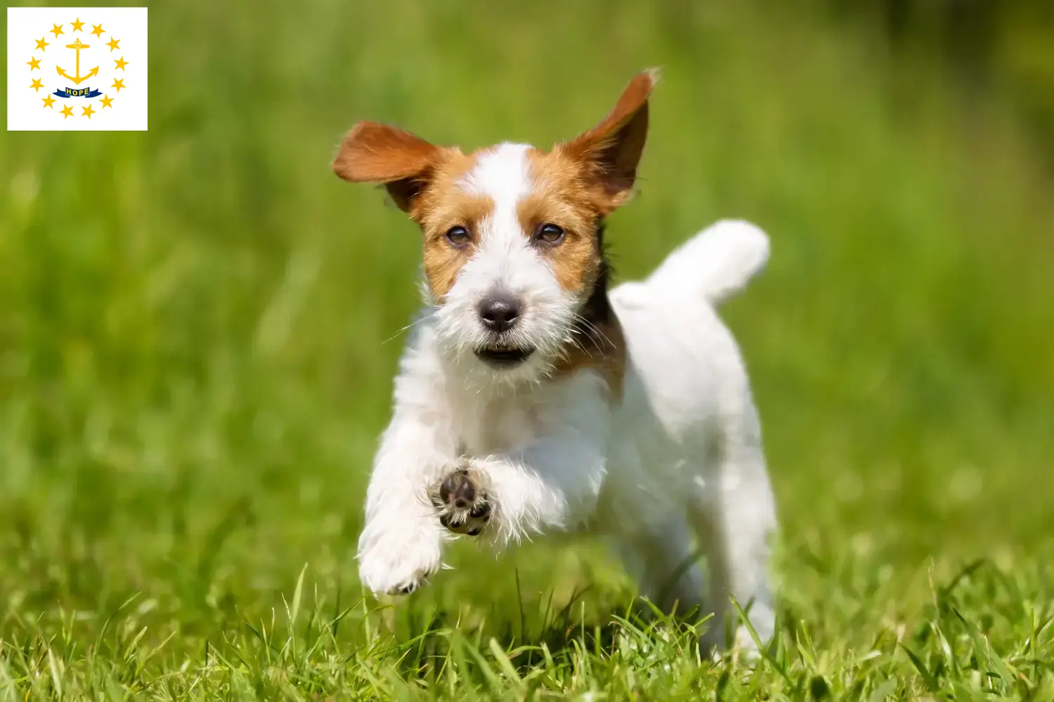 Jack Russell puppies and breeders Rhode Island Find Jack Russell breeders in Rhode Island here.