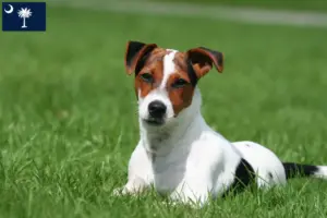 Read more about the article Jack Russell breeders and puppies in South Carolina